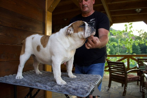 Foto №2 zu Ankündigung № 150146 zu verkaufen englische bulldogge - einkaufen Serbien züchter