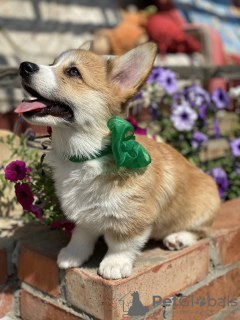 Foto №4. Ich werde verkaufen welsh corgi in der Stadt Saratov. quotient 	ankündigung - preis - verhandelt