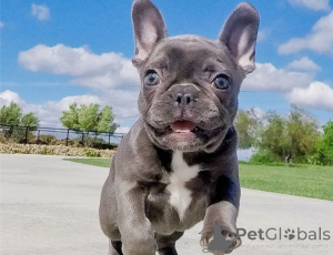 Foto №1. französische bulldogge - zum Verkauf in der Stadt Naudern | 350€ | Ankündigung № 170150