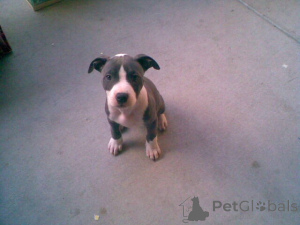 Foto №2 zu Ankündigung № 137549 zu verkaufen american pit bull terrier - einkaufen Monaco quotient 	ankündigung