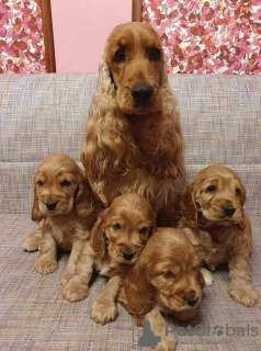 Foto №1. english cocker spaniel - zum Verkauf in der Stadt Budapest | 440€ | Ankündigung № 100289