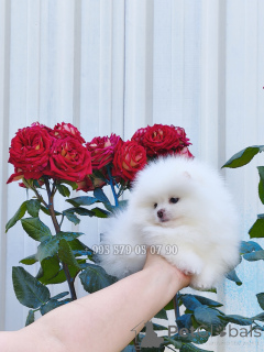 Foto №3. Mini weißes Mädchen, Pomeranian Spitz Welpe. Ich schlage vor, einen Hund in. Georgien