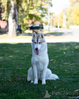 Foto №3. Siberian Husky female. Serbien