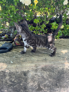 Foto №1. bengal katzenrasse - zum Verkauf in der Stadt Aarau | 750€ | Ankündigung № 152640