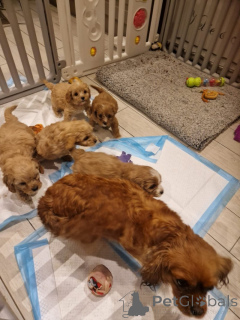 Foto №1. cavalier king charles spaniel - zum Verkauf in der Stadt Long Beach | 291€ | Ankündigung № 162113