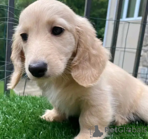 Foto №2 zu Ankündigung № 132072 zu verkaufen dackel - einkaufen Belgien züchter