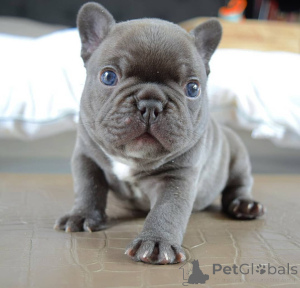 Foto №1. französische bulldogge - zum Verkauf in der Stadt Spring Lake | 372€ | Ankündigung № 138020