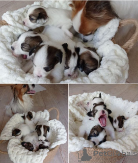 Foto №2 zu Ankündigung № 62377 zu verkaufen papillon - einkaufen Türkei quotient 	ankündigung