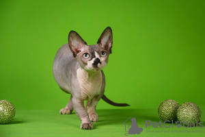 Foto №2 zu Ankündigung № 23177 zu verkaufen sphynx cat - einkaufen Russische Föderation vom kindergarten
