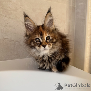 Foto №3. Flauschiges schwarzrauchiges Maine-Coon-Kätzchen, auffälliger und verspielter. Tschechische Republik