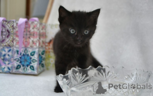 Foto №1. maine-coon-katze - zum Verkauf in der Stadt Detmold | 900€ | Ankündigung № 160424