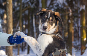 Foto №4. Ich werde verkaufen mischlingshund in der Stadt Chimki. quotient 	ankündigung - preis - Frei