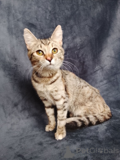 Foto №2 zu Ankündigung № 162866 zu verkaufen  - einkaufen Russische Föderation quotient 	ankündigung