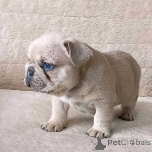 Foto №2 zu Ankündigung № 165311 zu verkaufen französische bulldogge - einkaufen Frankreich züchter