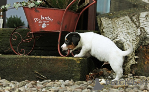 Foto №2 zu Ankündigung № 126470 zu verkaufen jack russell terrier - einkaufen Deutschland quotient 	ankündigung
