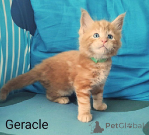 Foto №2 zu Ankündigung № 147623 zu verkaufen maine-coon-katze - einkaufen Finnland quotient 	ankündigung