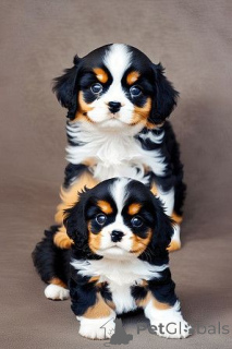 Foto №2 zu Ankündigung № 178012 zu verkaufen cavalier king charles spaniel - einkaufen Zypern 