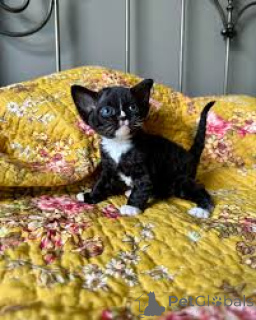 Foto №2 zu Ankündigung № 162351 zu verkaufen devon rex - einkaufen Belgien quotient 	ankündigung, züchter