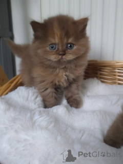 Foto №4. Ich werde verkaufen britisch kurzhaar in der Stadt Berlin. quotient 	ankündigung, züchter - preis - 550€