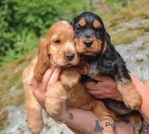 Foto №2 zu Ankündigung № 164687 zu verkaufen english cocker spaniel - einkaufen Finnland quotient 	ankündigung, züchter