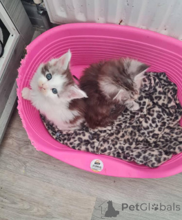 Foto №4. Ich werde verkaufen somali-katze in der Stadt Bregenz. züchter - preis - 478€
