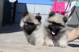 Zusätzliche Fotos: Keeshond