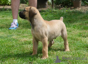 Zusätzliche Fotos: Südafrikanische Boerboel-Mastiff-Welpen