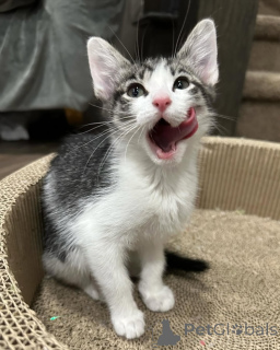 Foto №3. Hauskatze. Deutschland