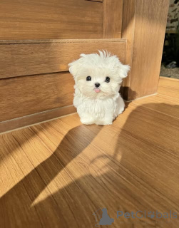 Foto №1. malteser - zum Verkauf in der Stadt Brüssel | verhandelt | Ankündigung № 162924