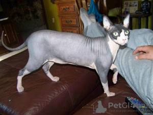 Foto №3. SPHYNX-KÄTZCHEN. Russische Föderation