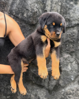 Foto №1. rottweiler - zum Verkauf in der Stadt Magdeburg | verhandelt | Ankündigung № 179018