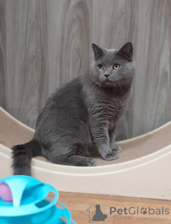 Foto №1. britisch kurzhaar - zum Verkauf in der Stadt Chimki | Frei | Ankündigung № 161964