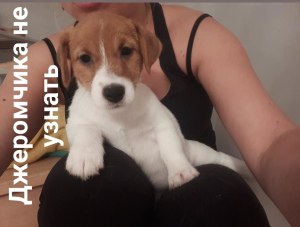 Foto №4. Ich werde verkaufen jack russell terrier in der Stadt Moskau. züchter - preis - 511€