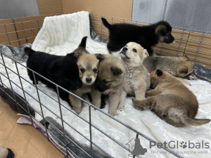 Foto №1. mischlingshund - zum Verkauf in der Stadt Minsk | Frei | Ankündigung № 39059