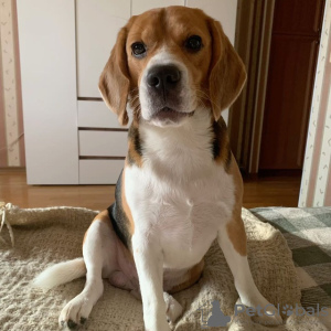 Foto №2 zu Ankündigung № 130434 zu verkaufen  - einkaufen USA züchter