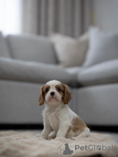 Foto №2 zu Ankündigung № 163933 zu verkaufen cavalier king charles spaniel - einkaufen Schweiz quotient 	ankündigung