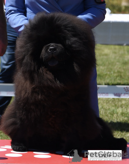 Zusätzliche Fotos: Männliche Chow-Chow-Welpen zu verkaufen!