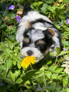 Foto №4. Ich werde verkaufen biewer terrier in der Stadt Флорида Сити. züchter - preis - 1063€