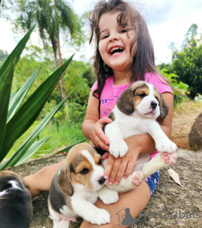 Foto №2 zu Ankündigung № 130793 zu verkaufen beagle - einkaufen Deutschland quotient 	ankündigung