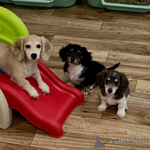 Foto №4. Ich werde verkaufen dackel in der Stadt Brüssel. züchter - preis - verhandelt