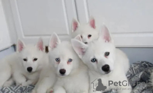 Foto №2 zu Ankündigung № 18214 zu verkaufen mischlingshund - einkaufen Ukraine 