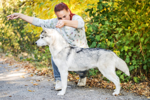 Foto №4. Ich werde verkaufen siberian husky in der Stadt Kiew. vom kindergarten - preis - Verhandelt