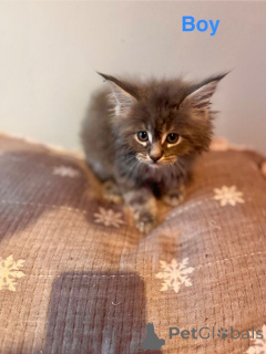 Foto №4. Ich werde verkaufen maine-coon-katze in der Stadt Chicago. quotient 	ankündigung - preis - 678€