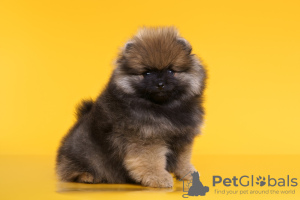 Foto №4. Ich werde verkaufen german spitz in der Stadt Nizhny Novgorod. züchter - preis - 730€