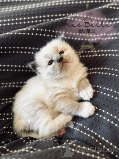 Foto №1. balinesenkatze - zum Verkauf in der Stadt Aizlenten | 350€ | Ankündigung № 178567