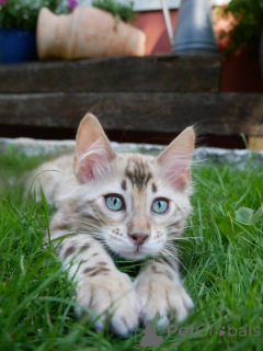 Foto №2 zu Ankündigung № 174894 zu verkaufen bengal katzenrasse - einkaufen Deutschland züchter