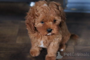 Foto №2 zu Ankündigung № 153922 zu verkaufen kavapu - einkaufen Weißrussland quotient 	ankündigung, vom kindergarten, züchter