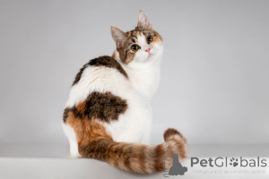 Foto №1.  - zum Verkauf in der Stadt Khimki | Frei | Ankündigung № 166020