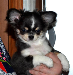 Foto №3. Welpe, Chihuahua-Junge, blaue Trikolore (L \ W). Russische Föderation