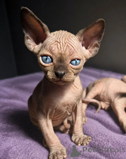 Foto №1. sphynx-katze - zum Verkauf in der Stadt Garmisch-Partenkirchen | 350€ | Ankündigung № 174546